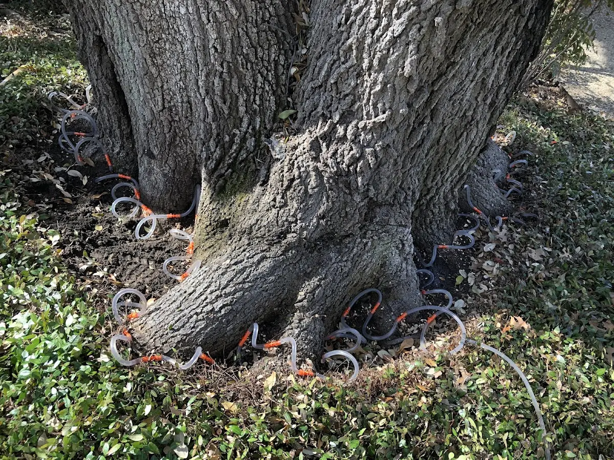 Detailed Tree Cabling and Bracing job site in Brusly