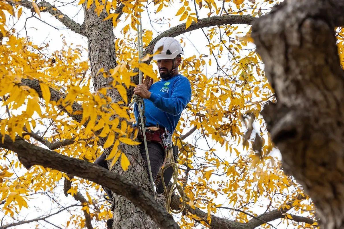 Skilled Tree Trimming crew working in Brusly